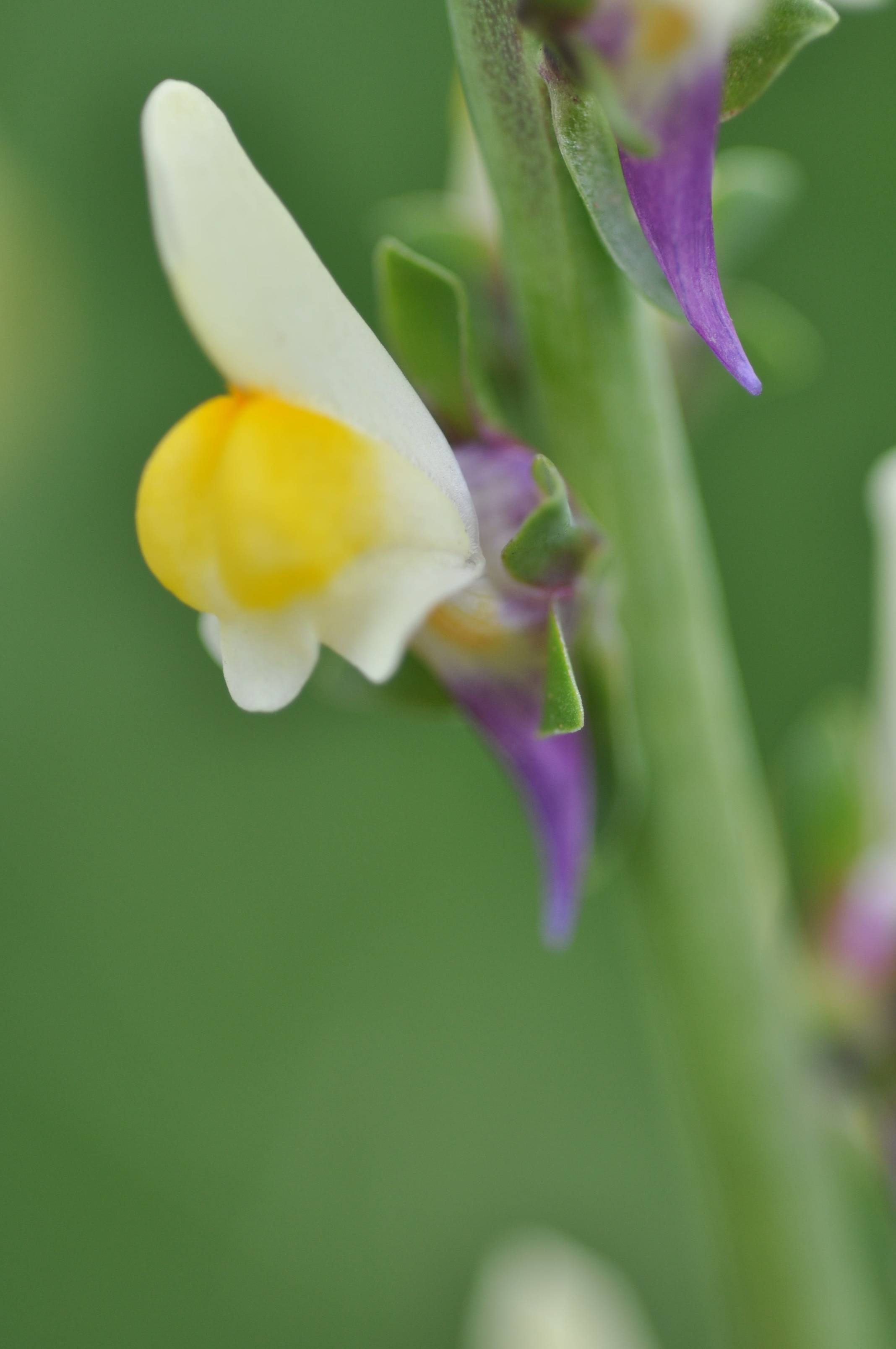 Linaria triphylla / Linajola trifogliata