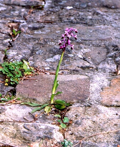 Curiosit - Dactylorhiza maculata