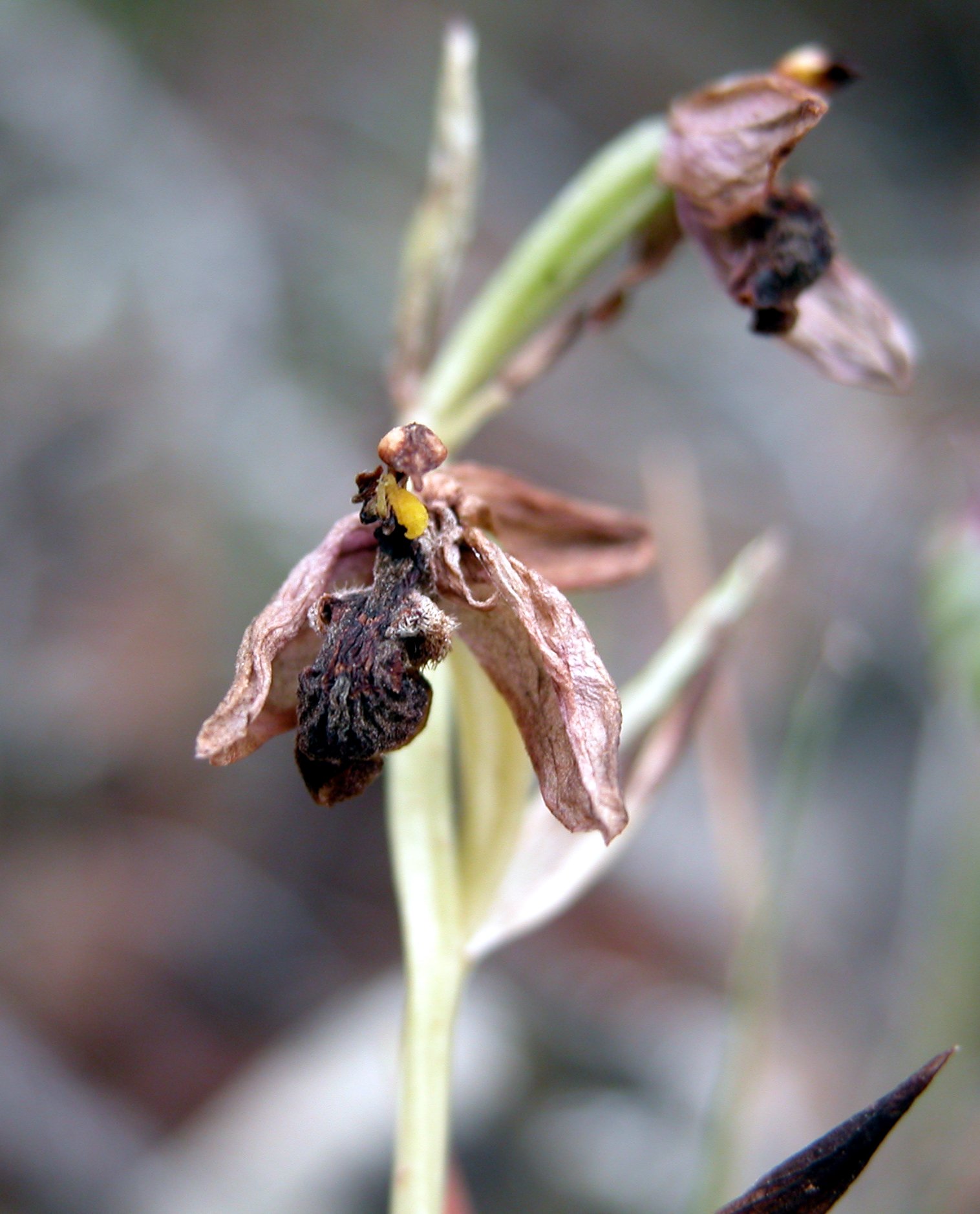 Ophrys sphegifera ... secca