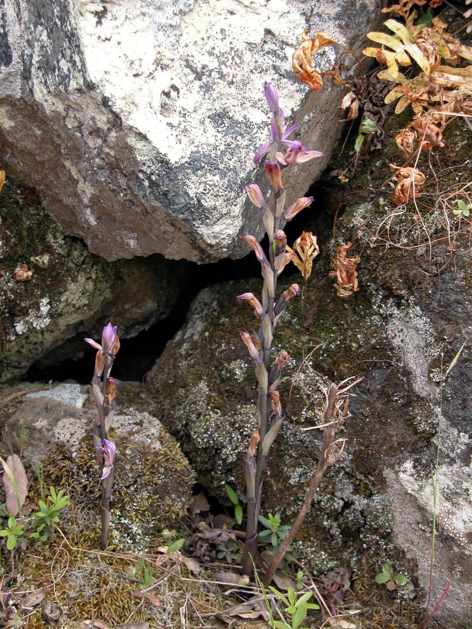 Limodorum trabutianum - Pantelleria