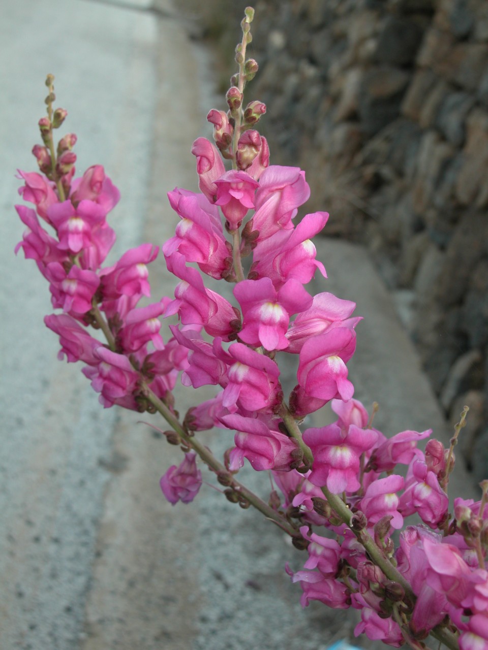 Antirrhinum tortuosum - Pantelleria