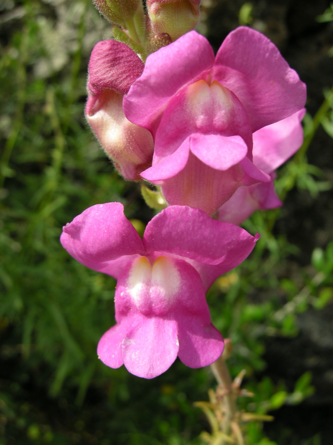 Antirrhinum tortuosum - Pantelleria