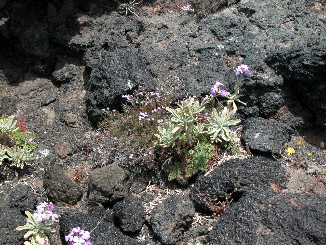 Limonium cosyrense - Pantelleria