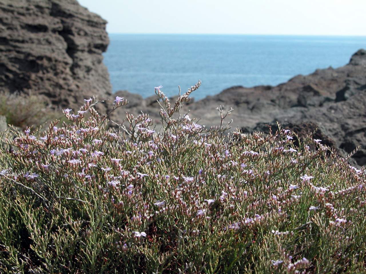 Limonium cosyrense - Pantelleria