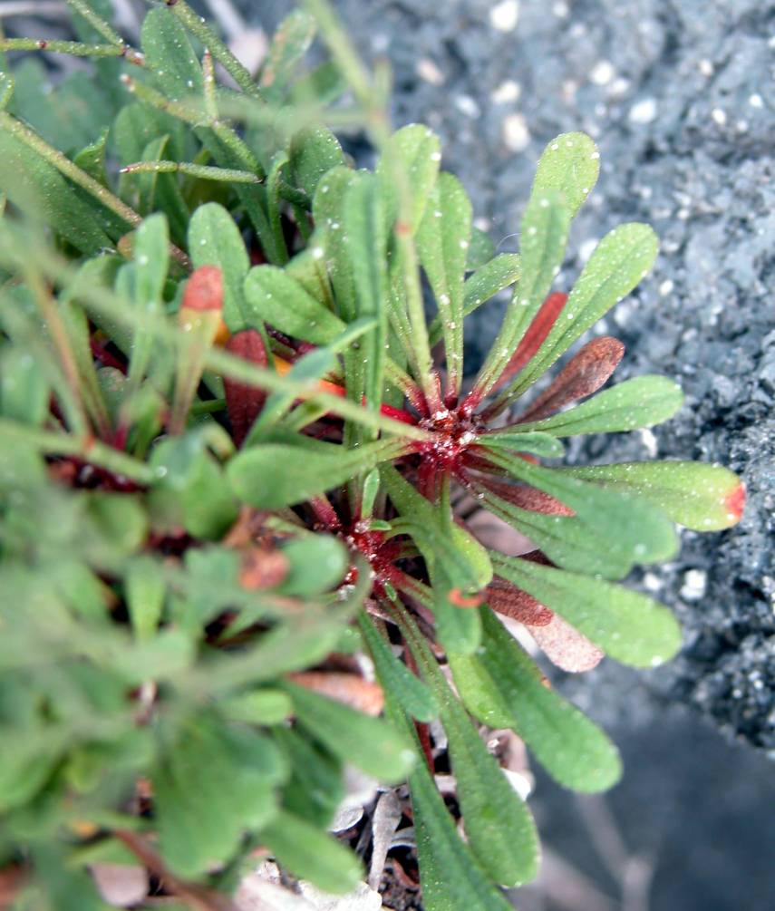 Limonium cosyrense - Pantelleria