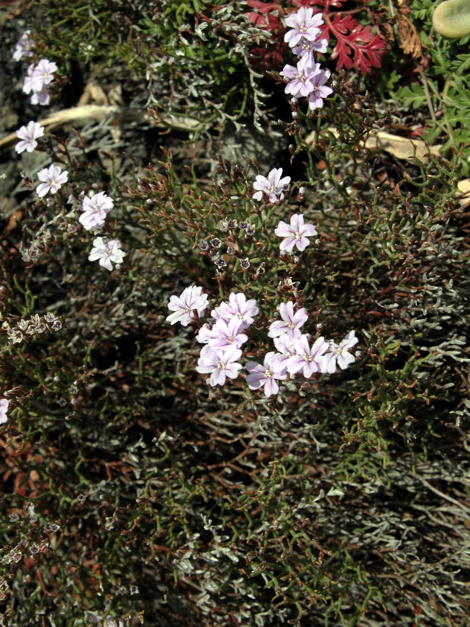 Limonium cosyrense - Pantelleria