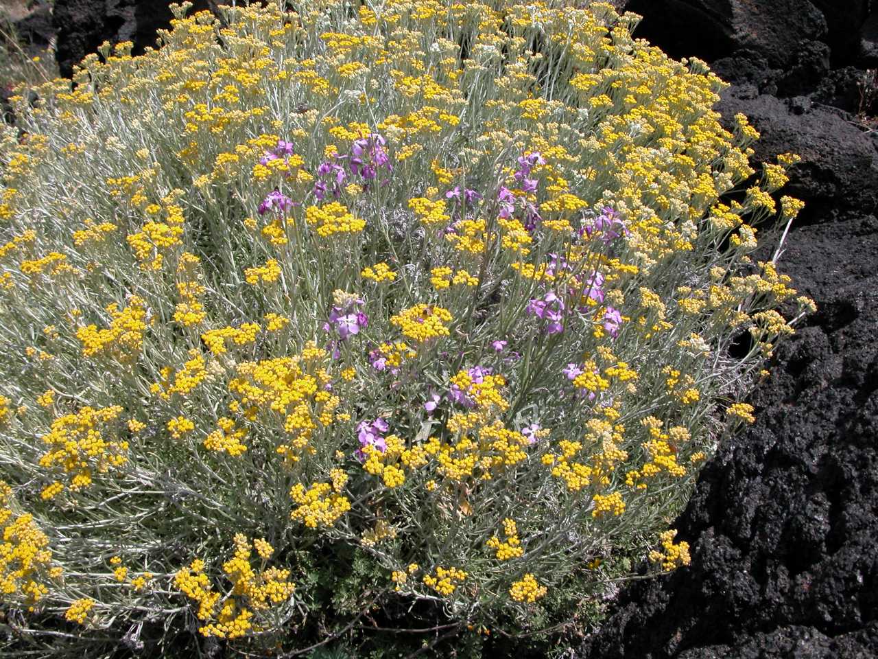 Helichrysum errerae / Elicriso di Errera