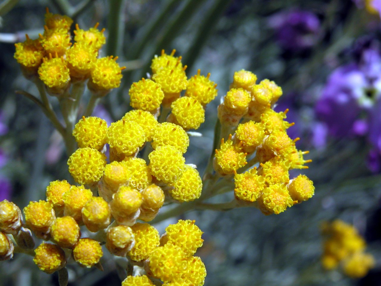 Helichrysum errerae / Elicriso di Errera