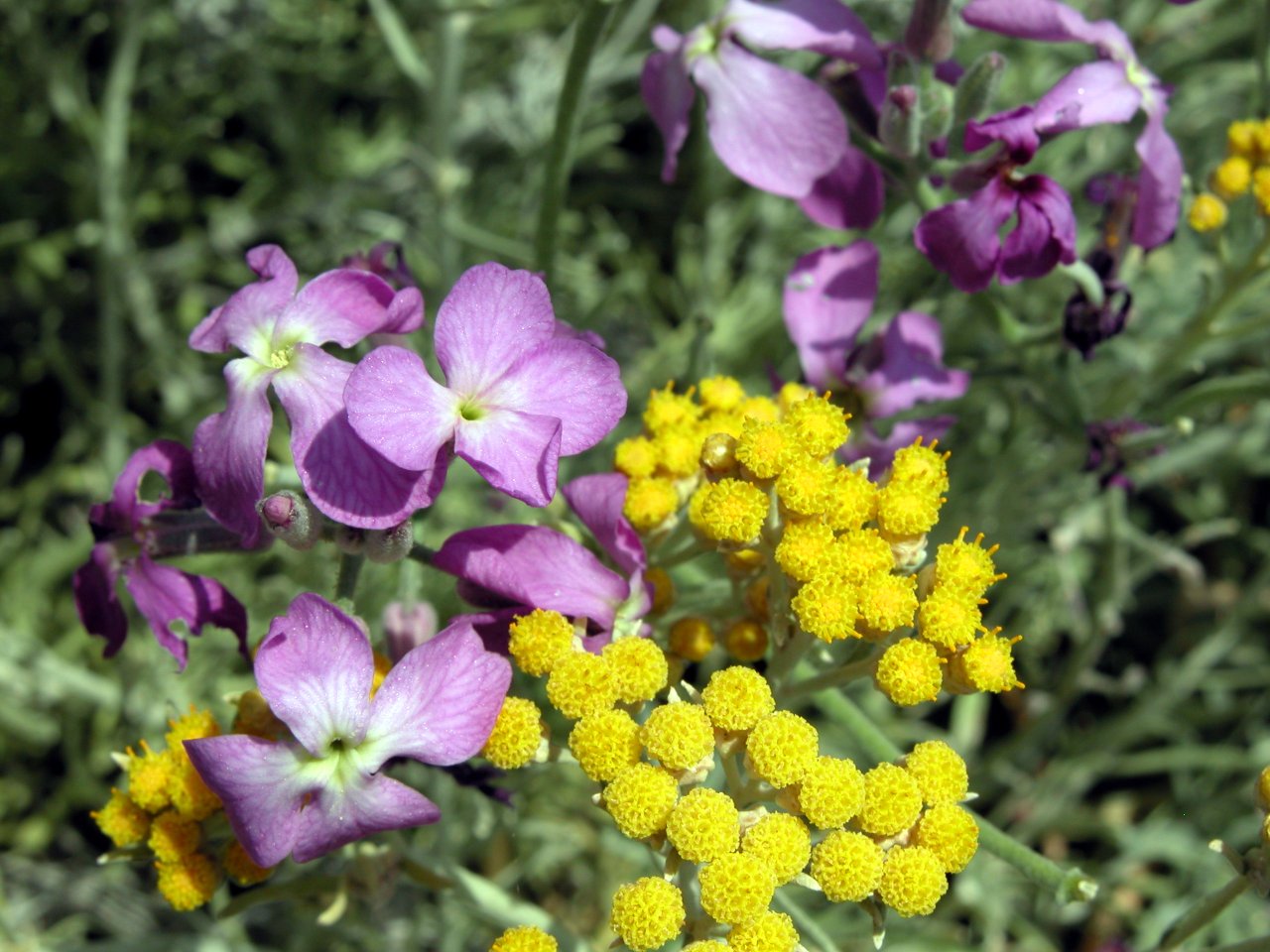 Helichrysum errerae / Elicriso di Errera