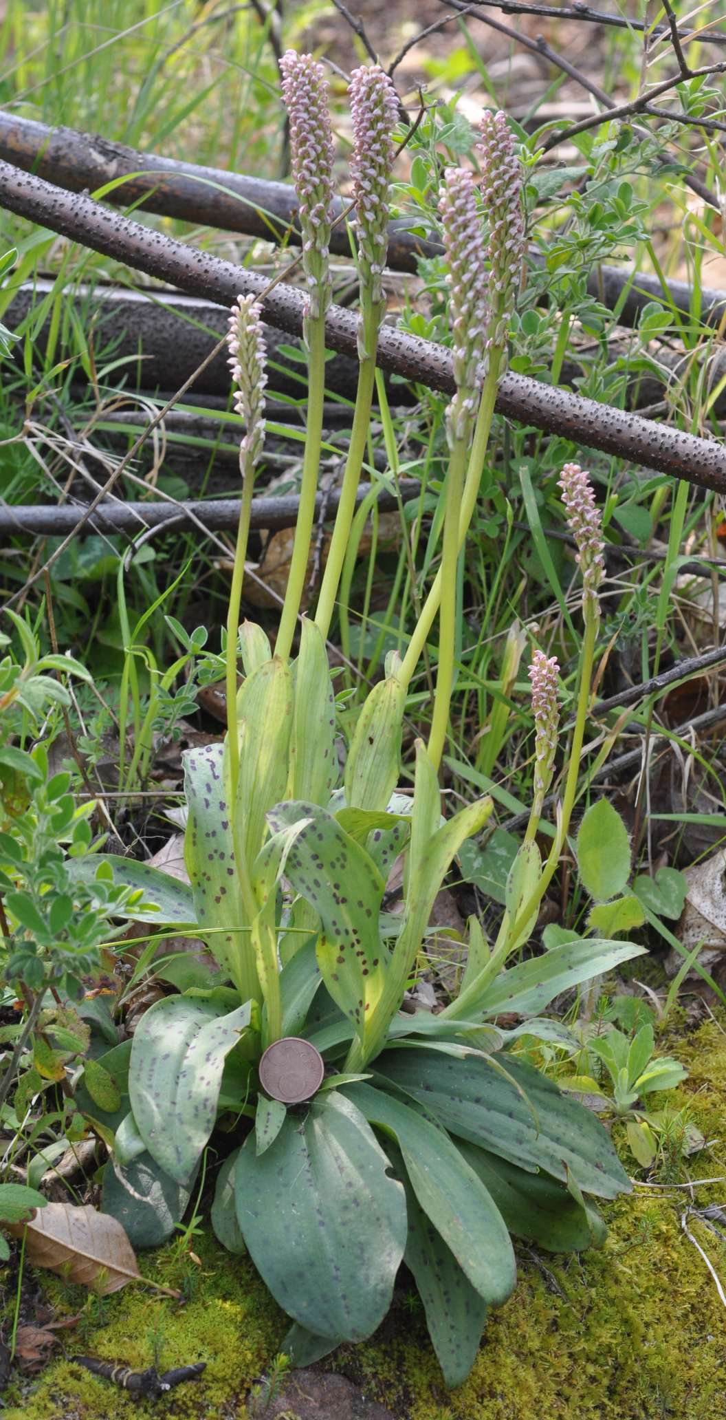 Neotinea maculata (Sicilia)