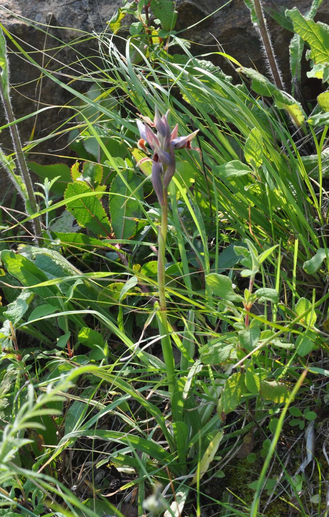 Serapias nurrica..... della Sicilia