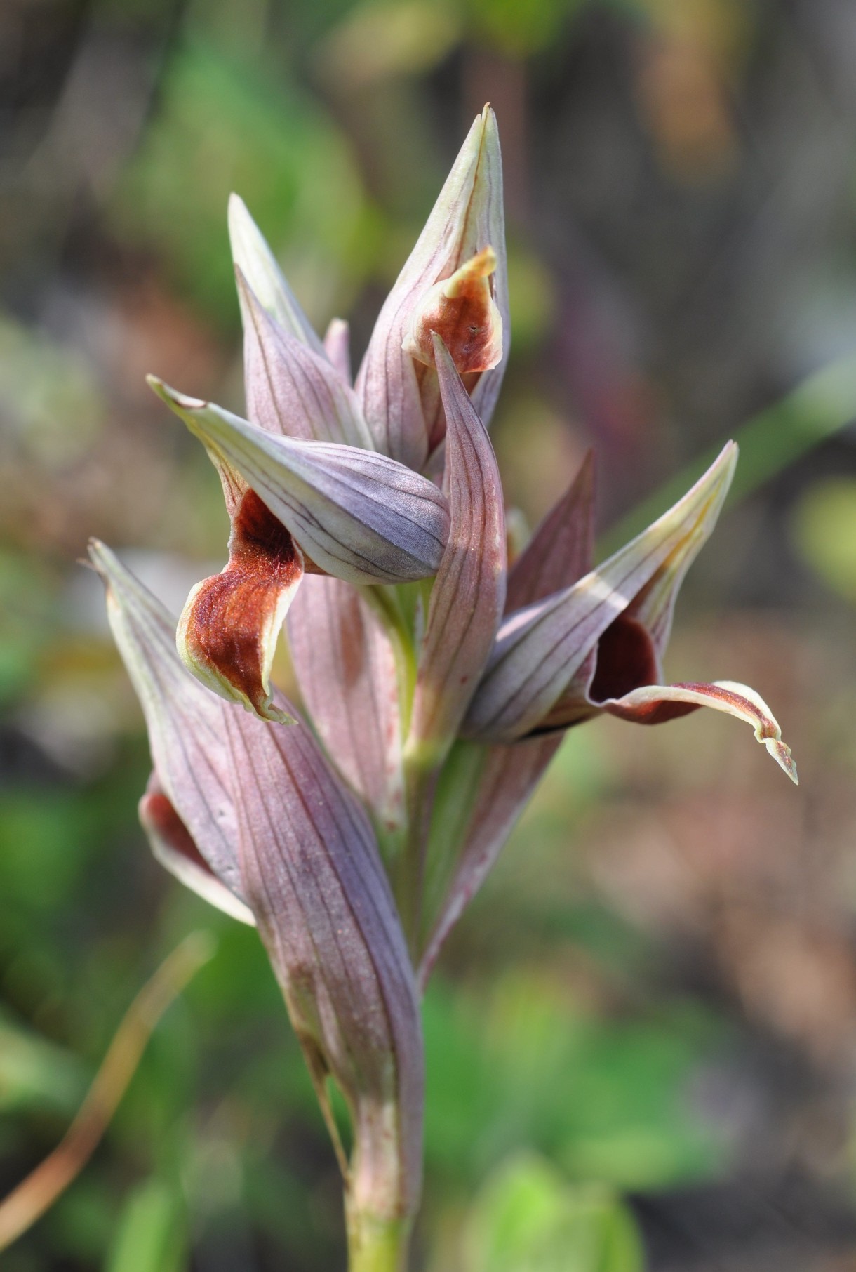 Serapias nurrica..... della Sicilia