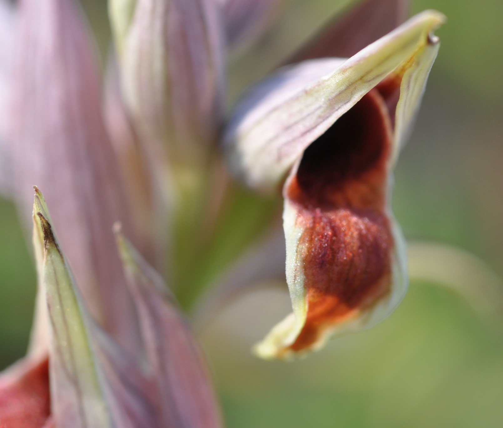 Serapias nurrica..... della Sicilia