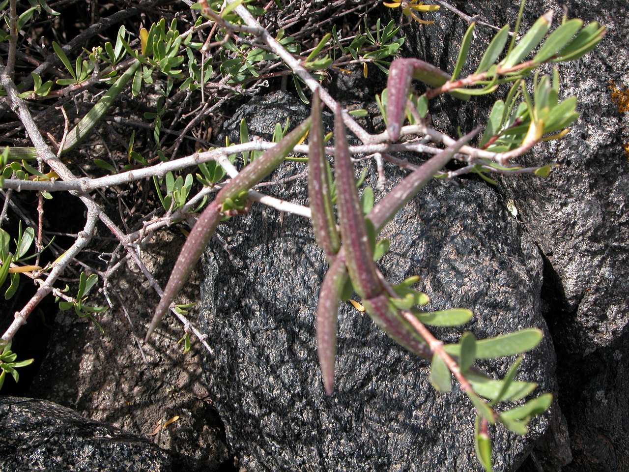 Periploca angustifolia - Pantelleria