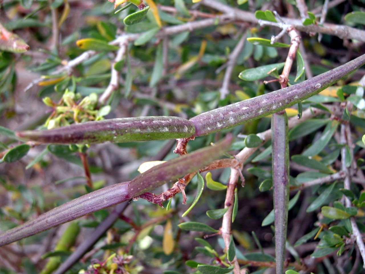 Periploca angustifolia - Pantelleria