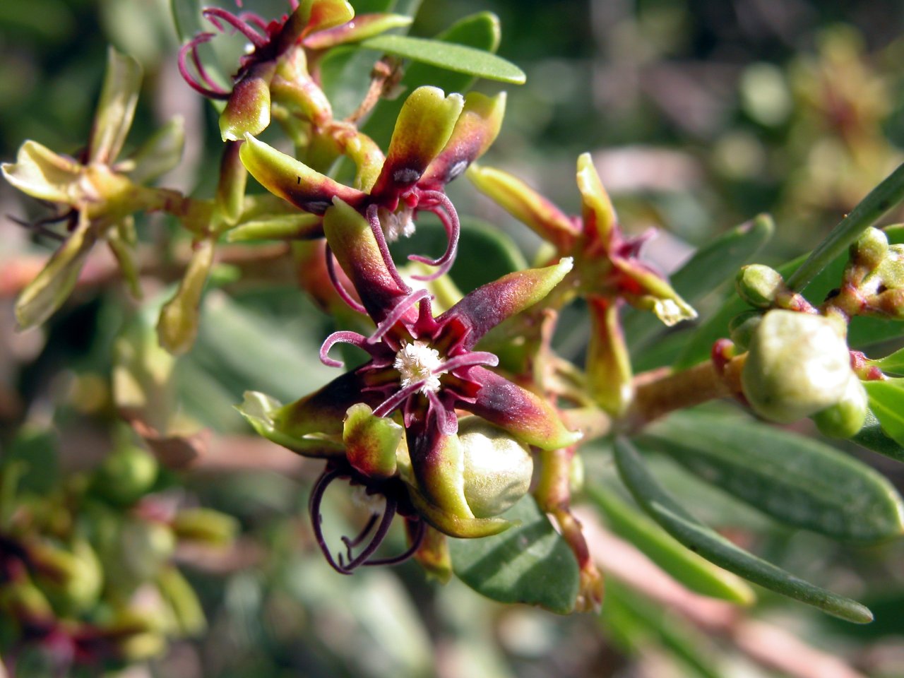 Periploca angustifolia - Pantelleria