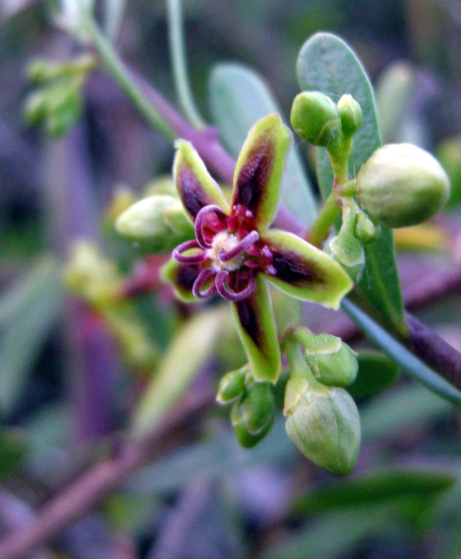 Periploca angustifolia - Pantelleria