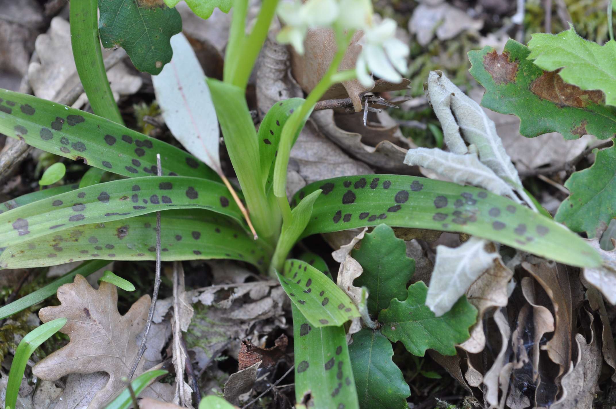 Orchis provincialis (Sicilia)