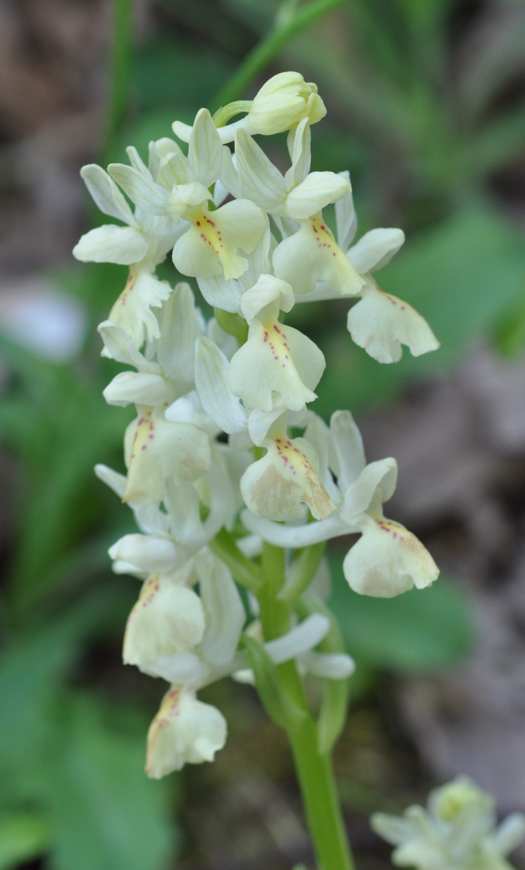 Orchis provincialis (Sicilia)