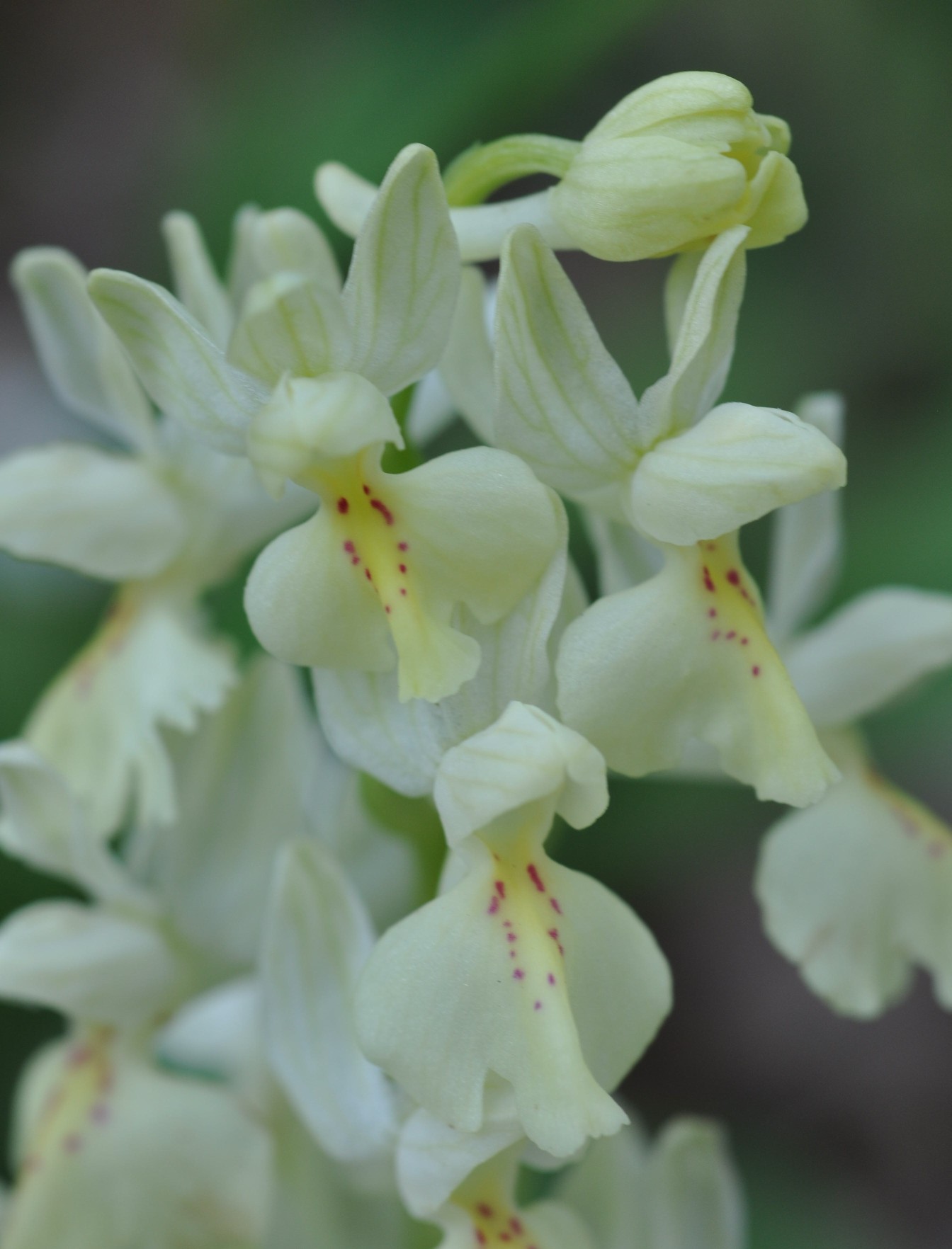 Orchis provincialis (Sicilia)