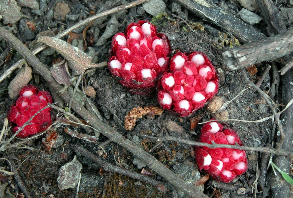 Cytinus sp. - Pantelleria - C. ruber e hypocistis