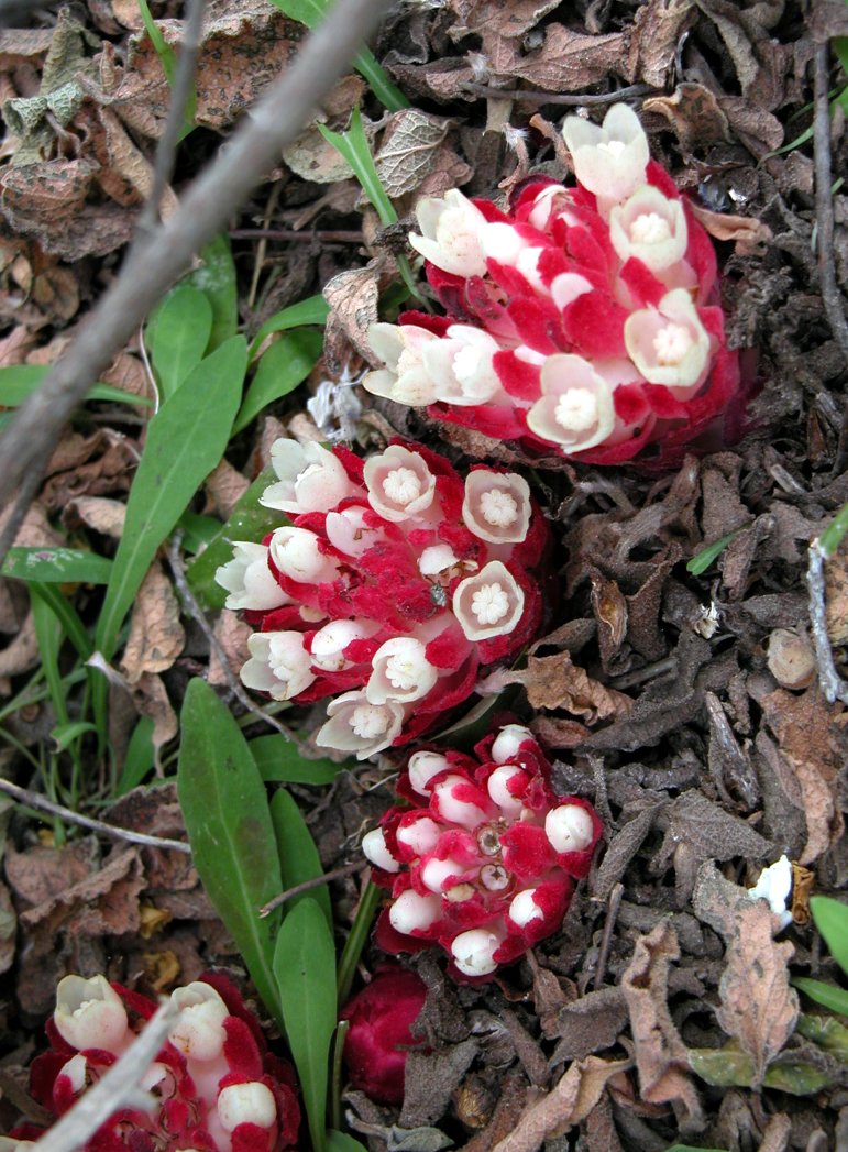 Cytinus sp. - Pantelleria - C. ruber e hypocistis