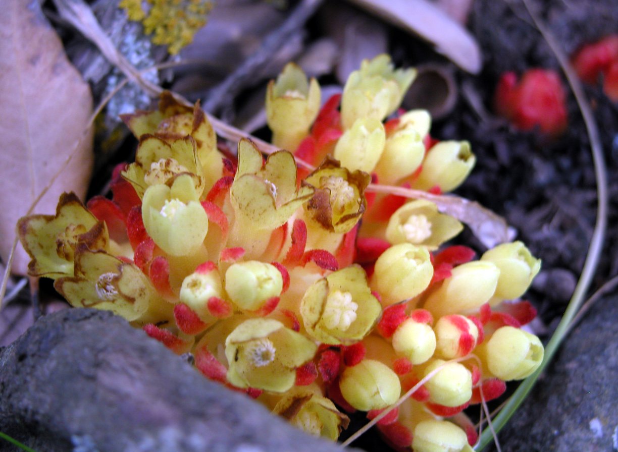 Cytinus sp. - Pantelleria - C. ruber e hypocistis