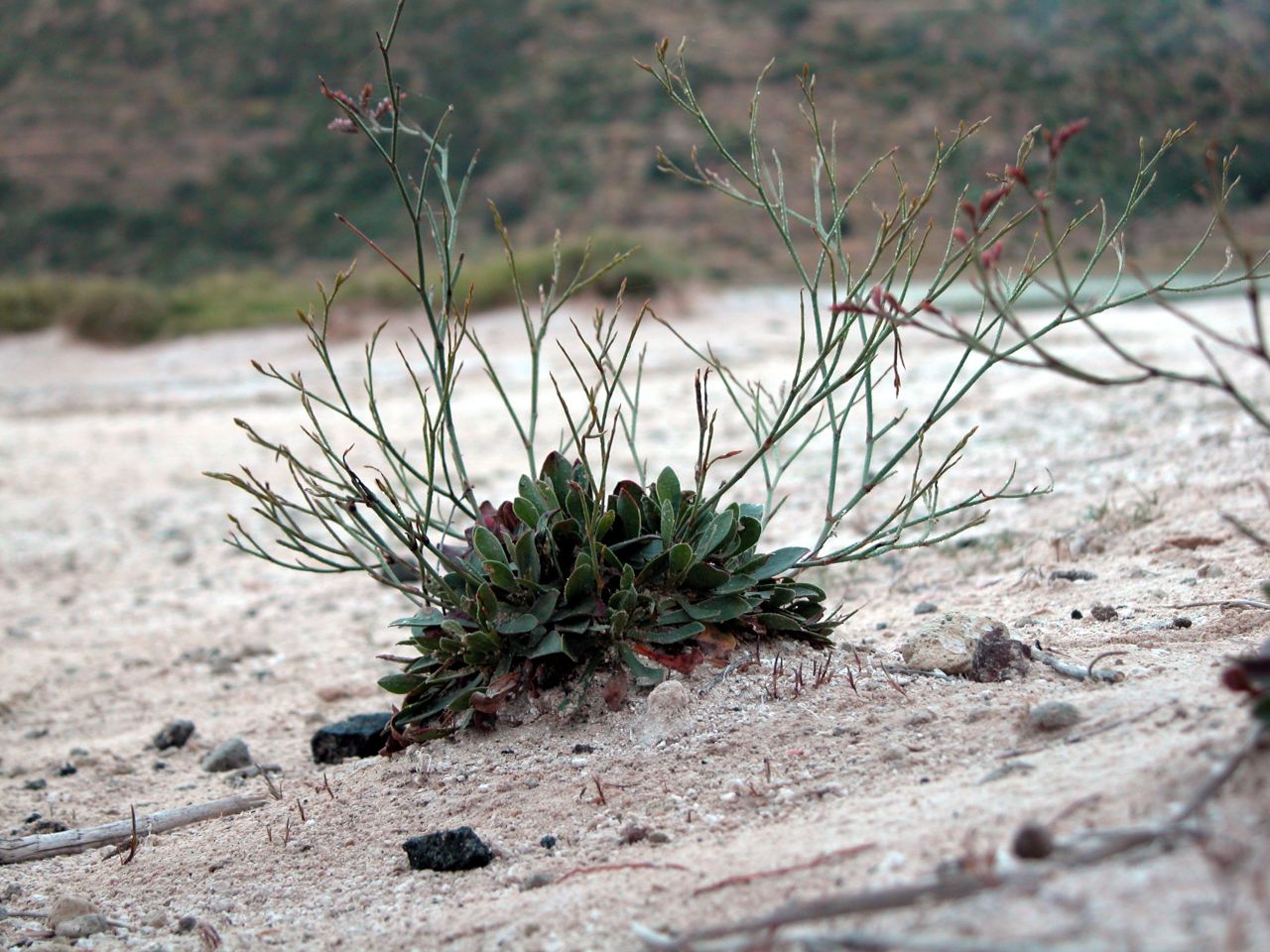 Limonium secundirameum