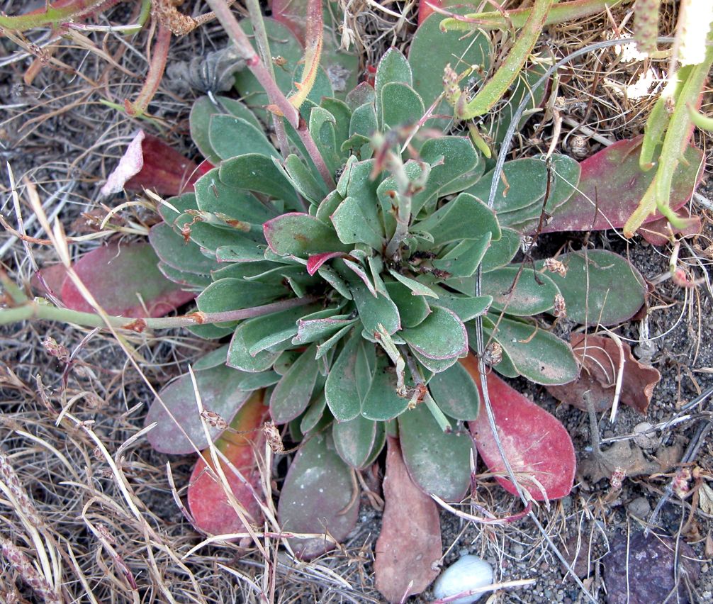 Limonium secundirameum