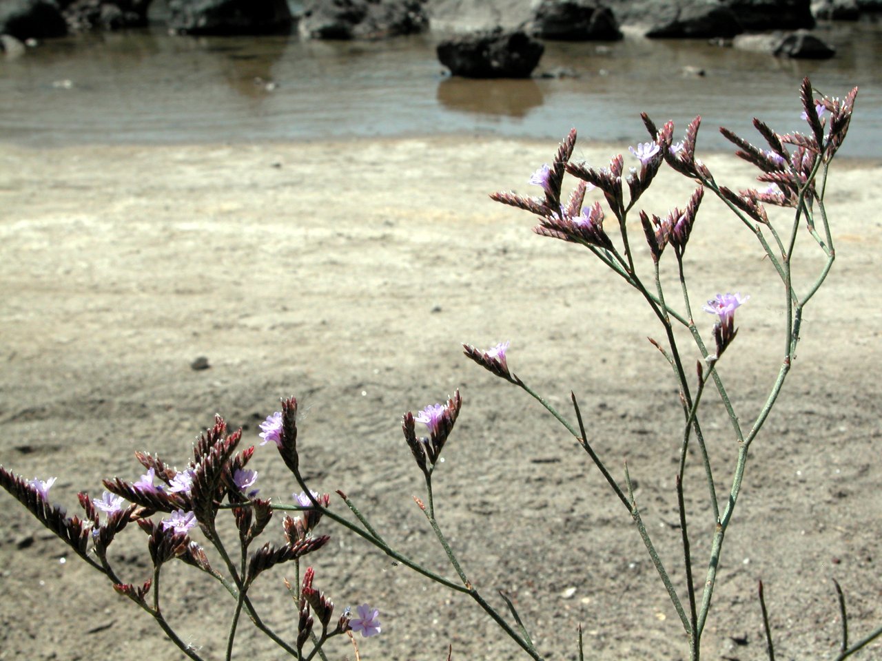 Limonium secundirameum