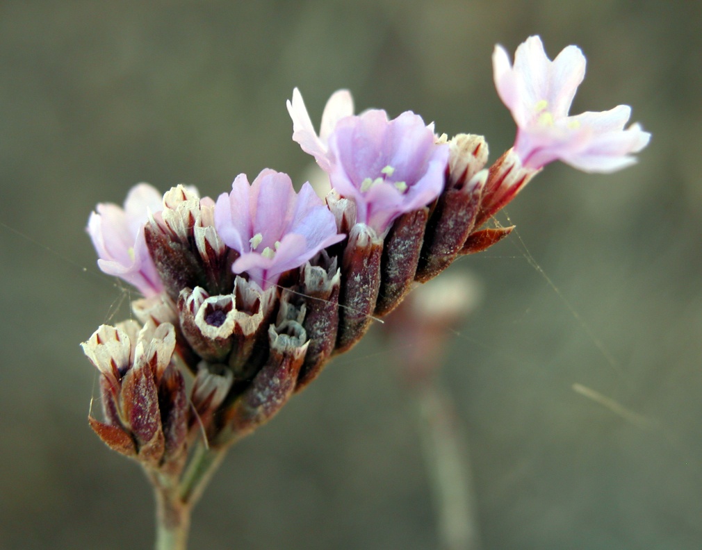 Limonium secundirameum