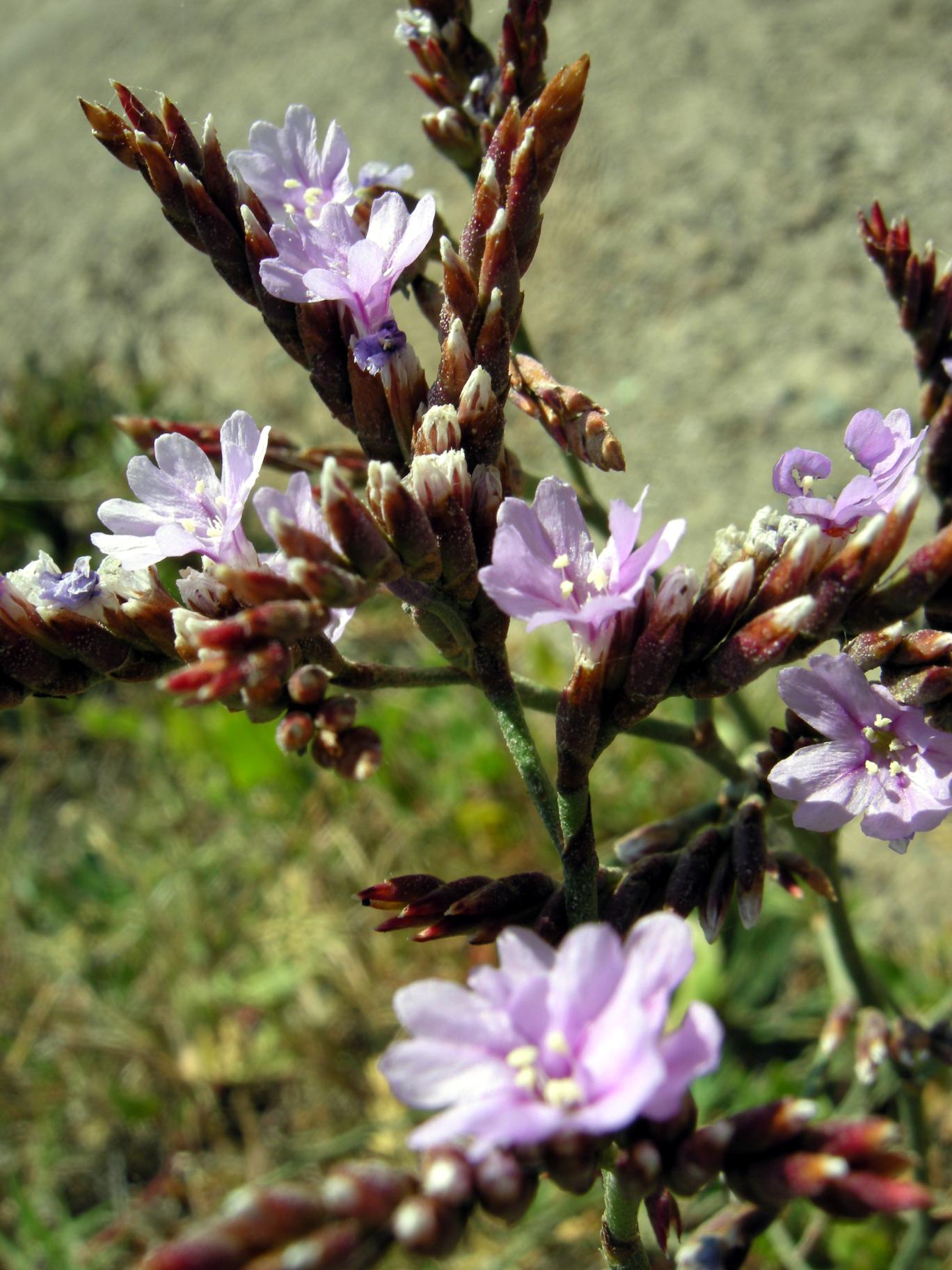 Limonium secundirameum