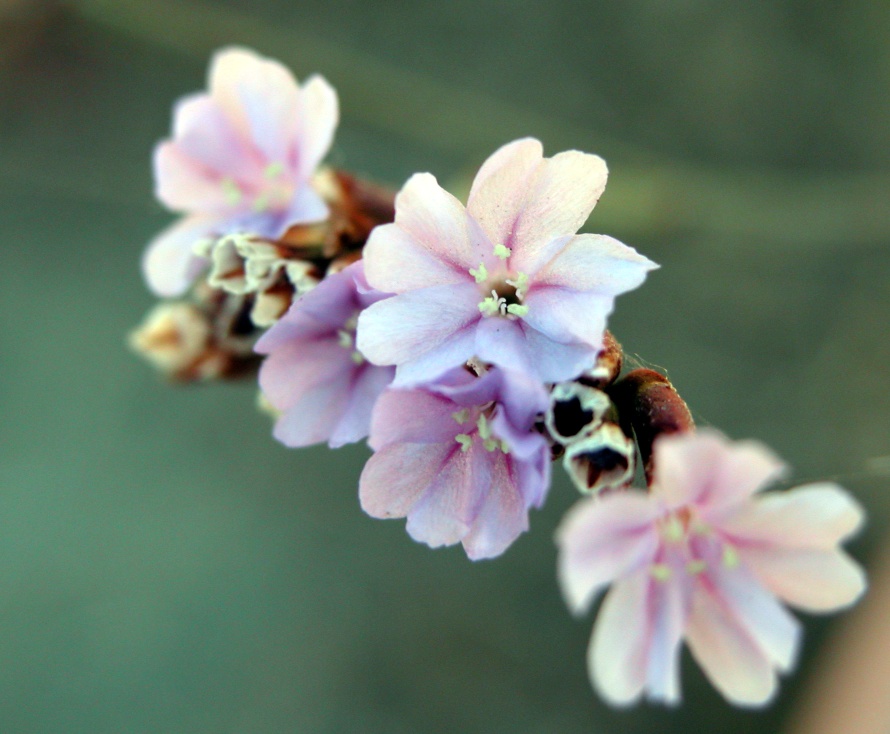 Limonium secundirameum