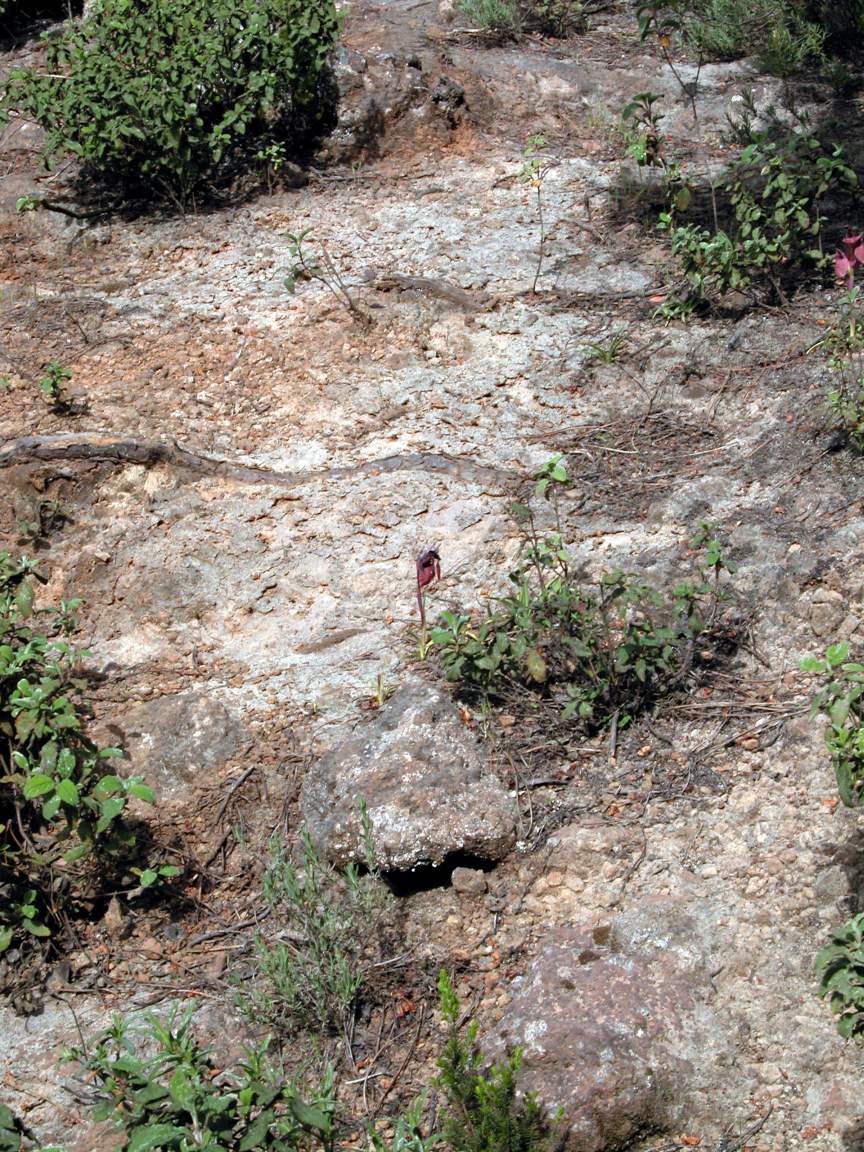 Serapias cossyrensis (B. Baumann & H. Baumann) - Pantelleria