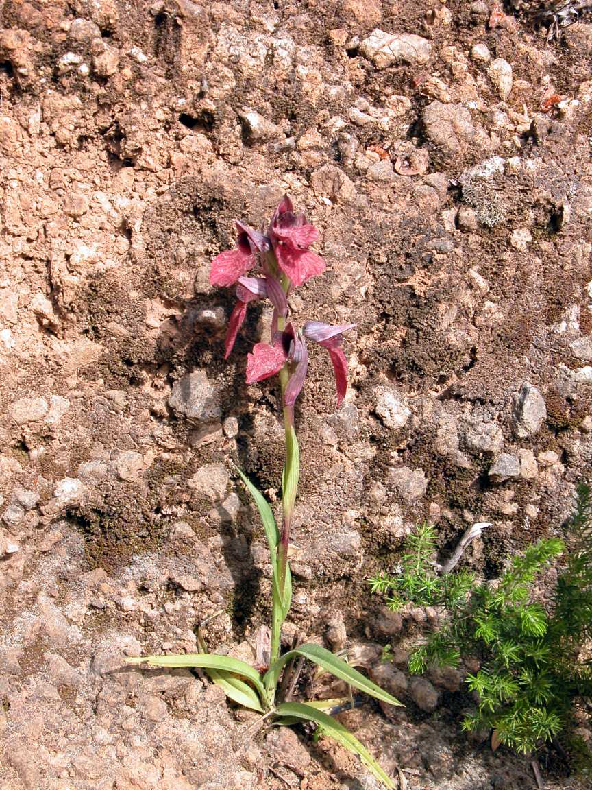 Serapias cossyrensis (B. Baumann & H. Baumann) - Pantelleria