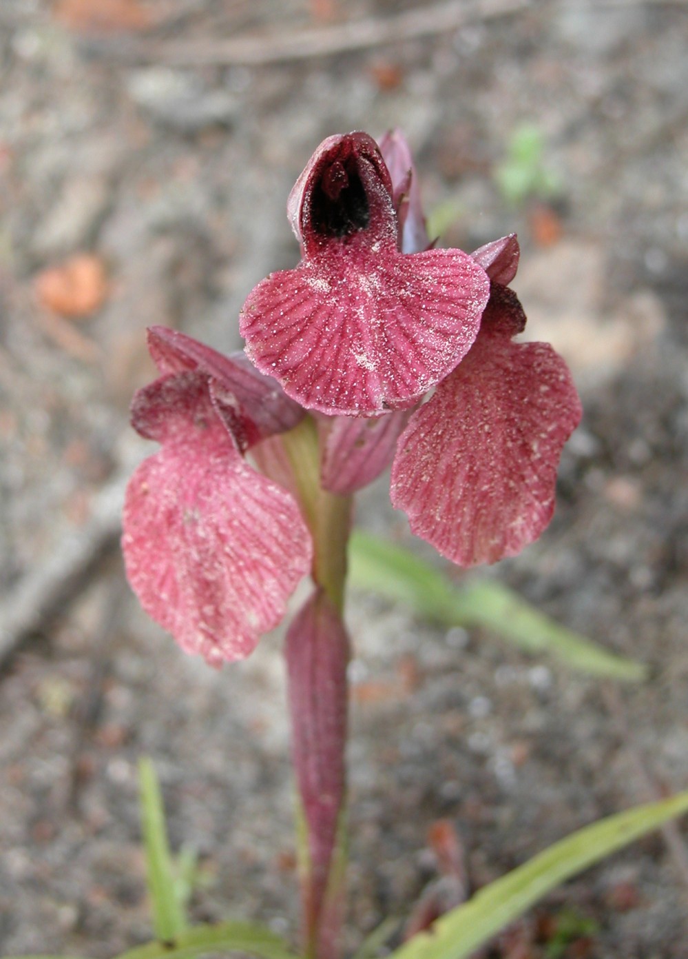 Serapias cossyrensis (B. Baumann & H. Baumann) - Pantelleria