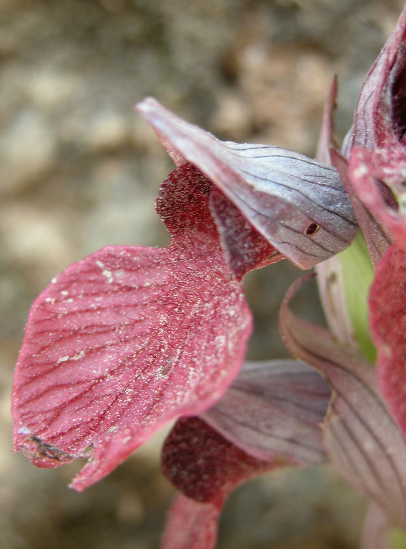 Serapias cossyrensis (B. Baumann & H. Baumann) - Pantelleria