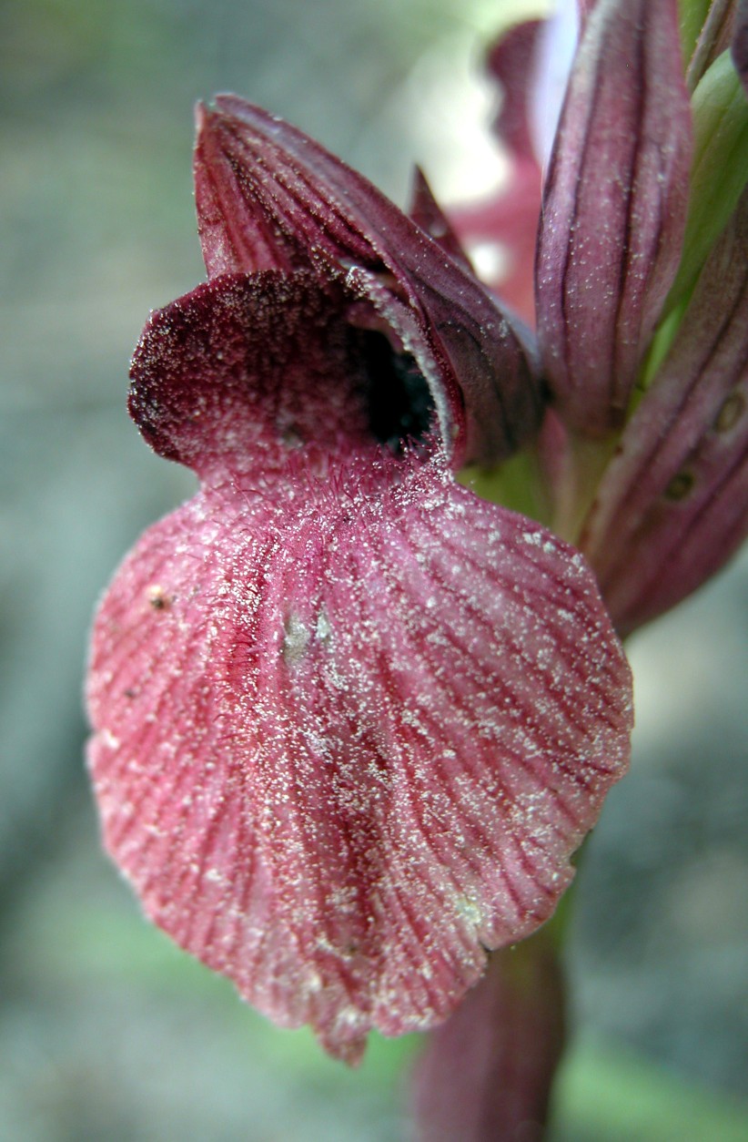 Serapias cossyrensis (B. Baumann & H. Baumann) - Pantelleria