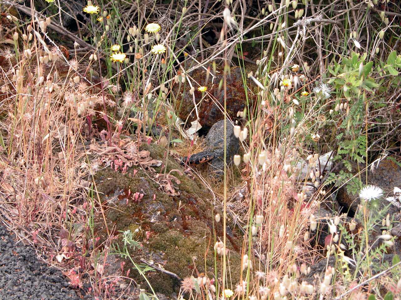 Hemorrhois hippocrepis - Colubro ferro di cavallo