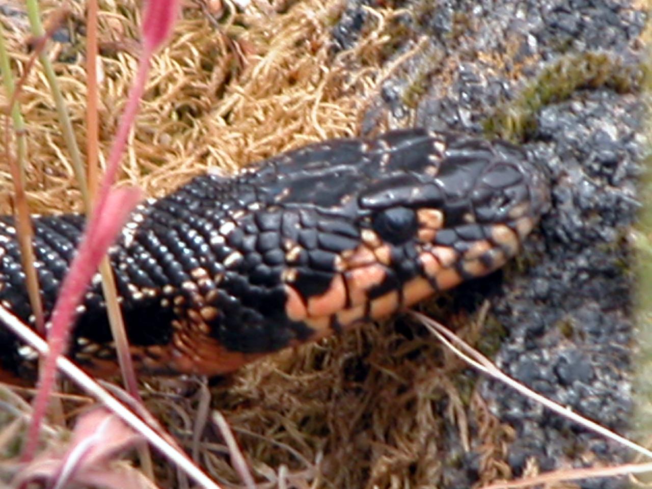 Hemorrhois hippocrepis - Colubro ferro di cavallo