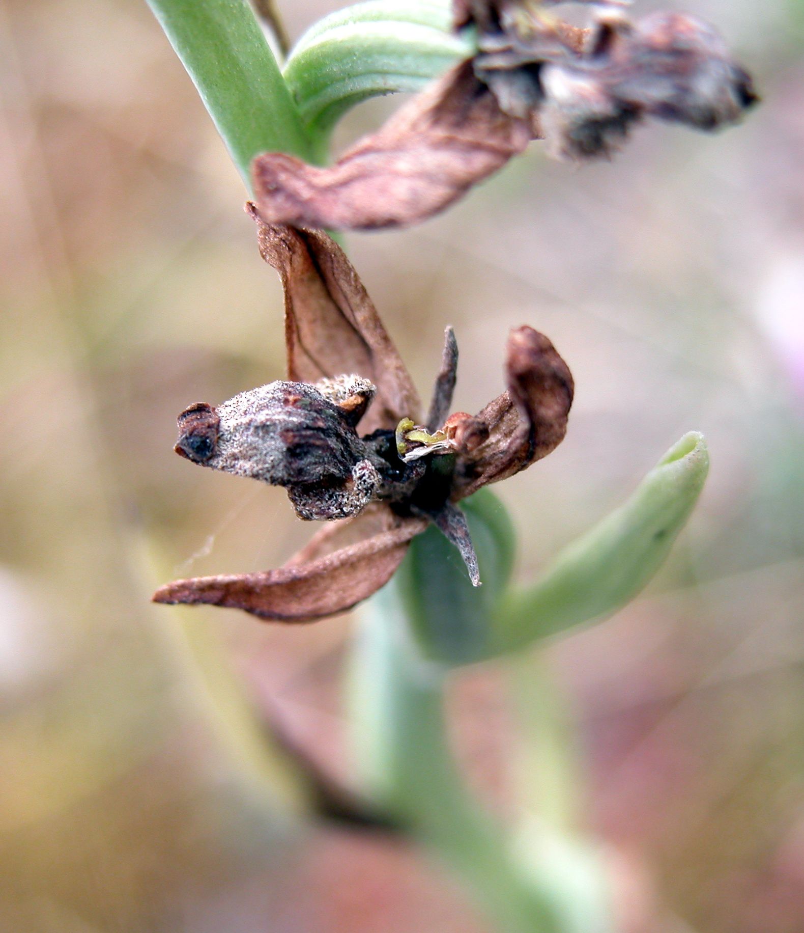 Ophrys sphegifera ... secca