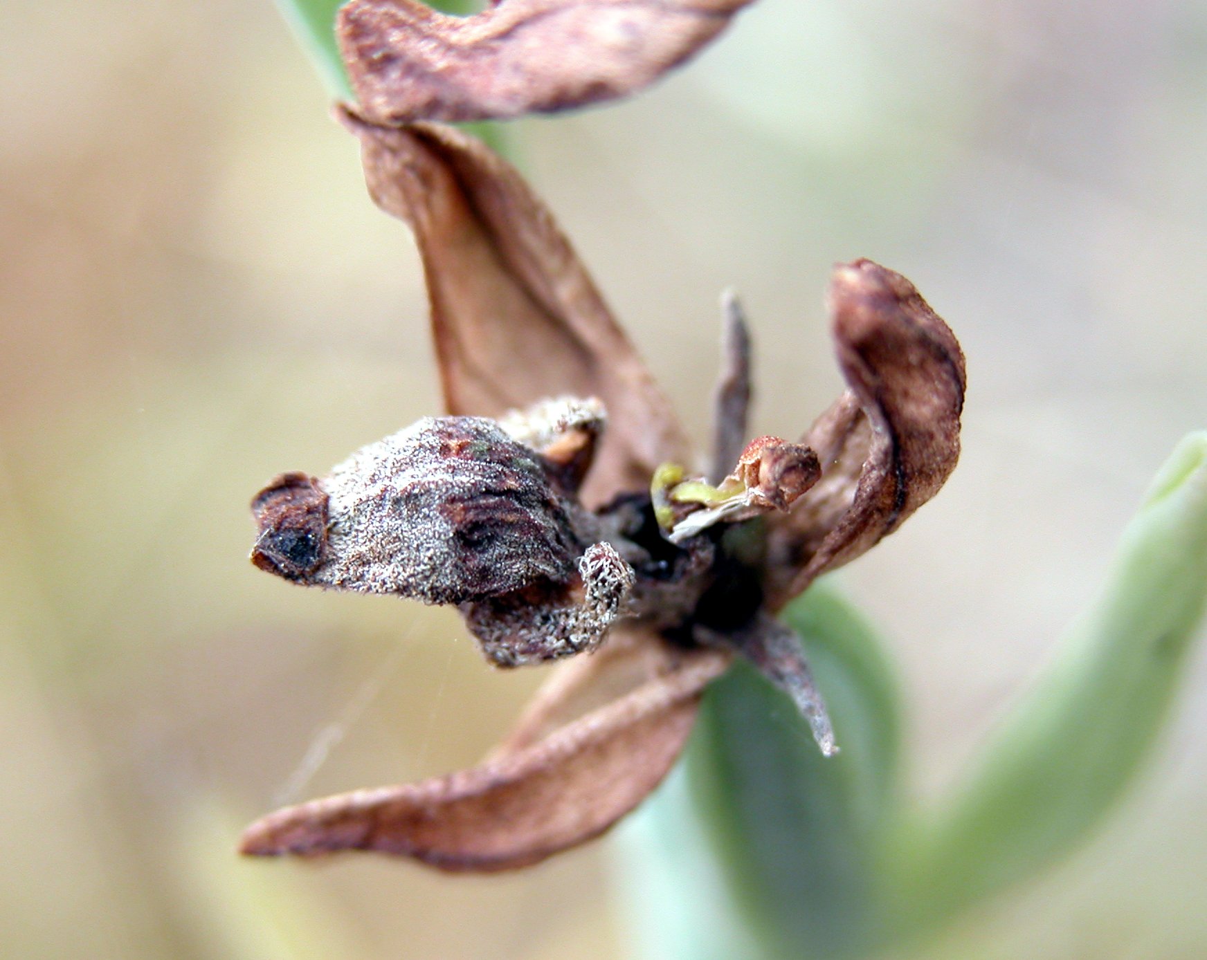 Ophrys sphegifera ... secca