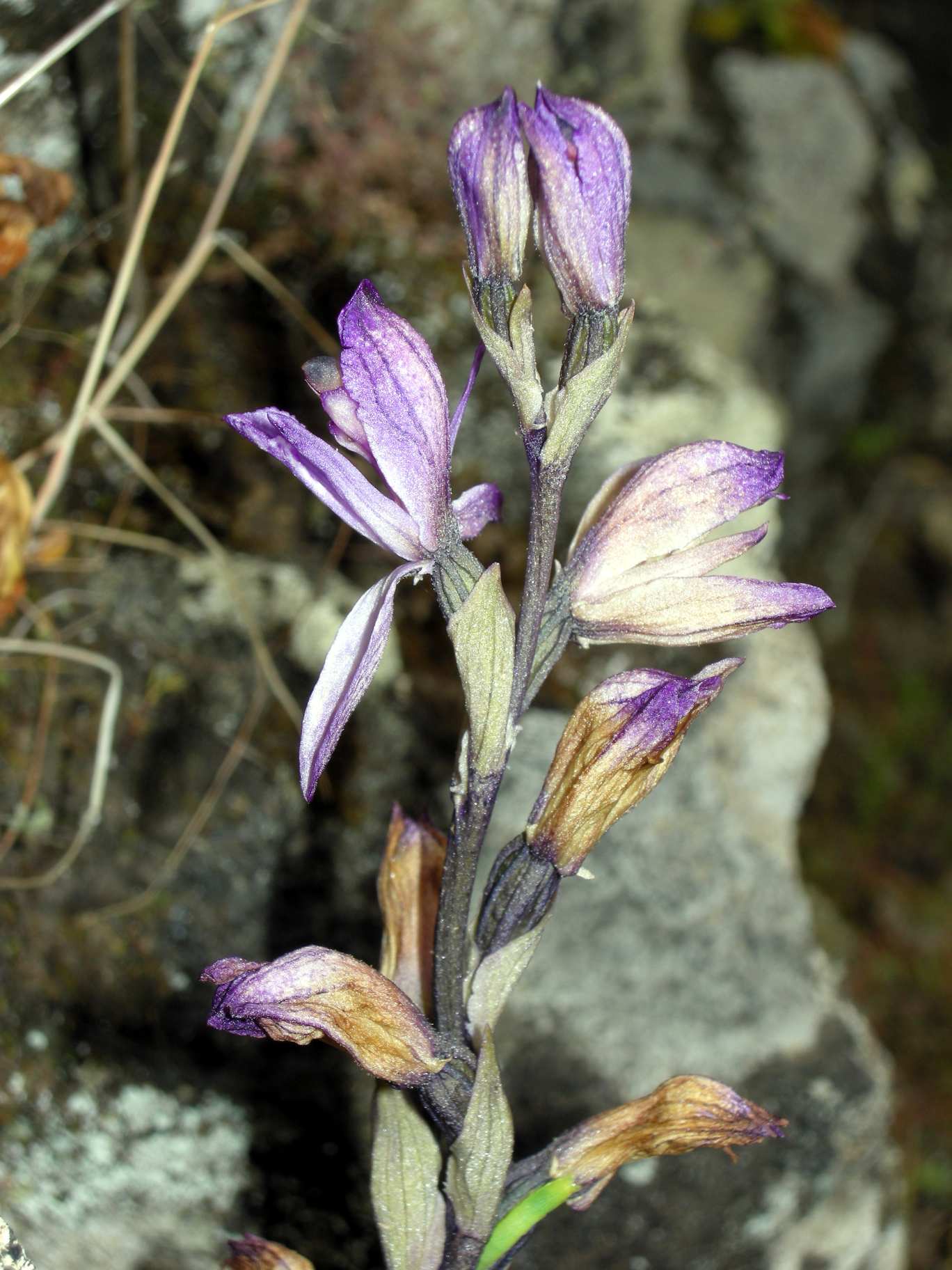 Limodorum trabutianum - Pantelleria