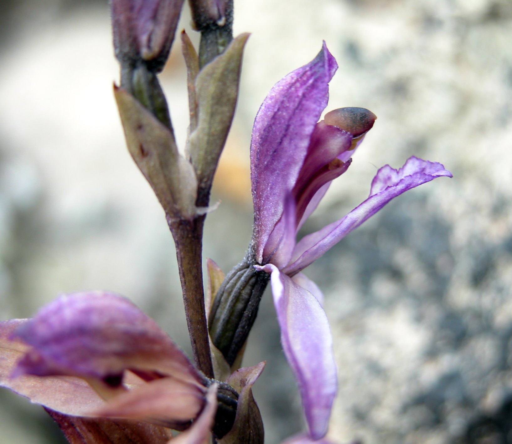 Limodorum trabutianum - Pantelleria