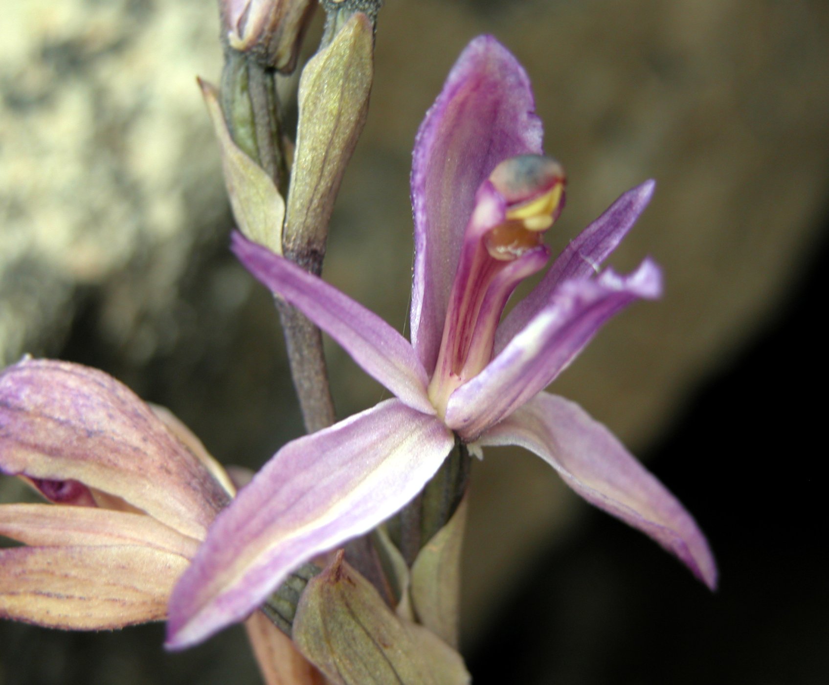 Limodorum trabutianum - Pantelleria