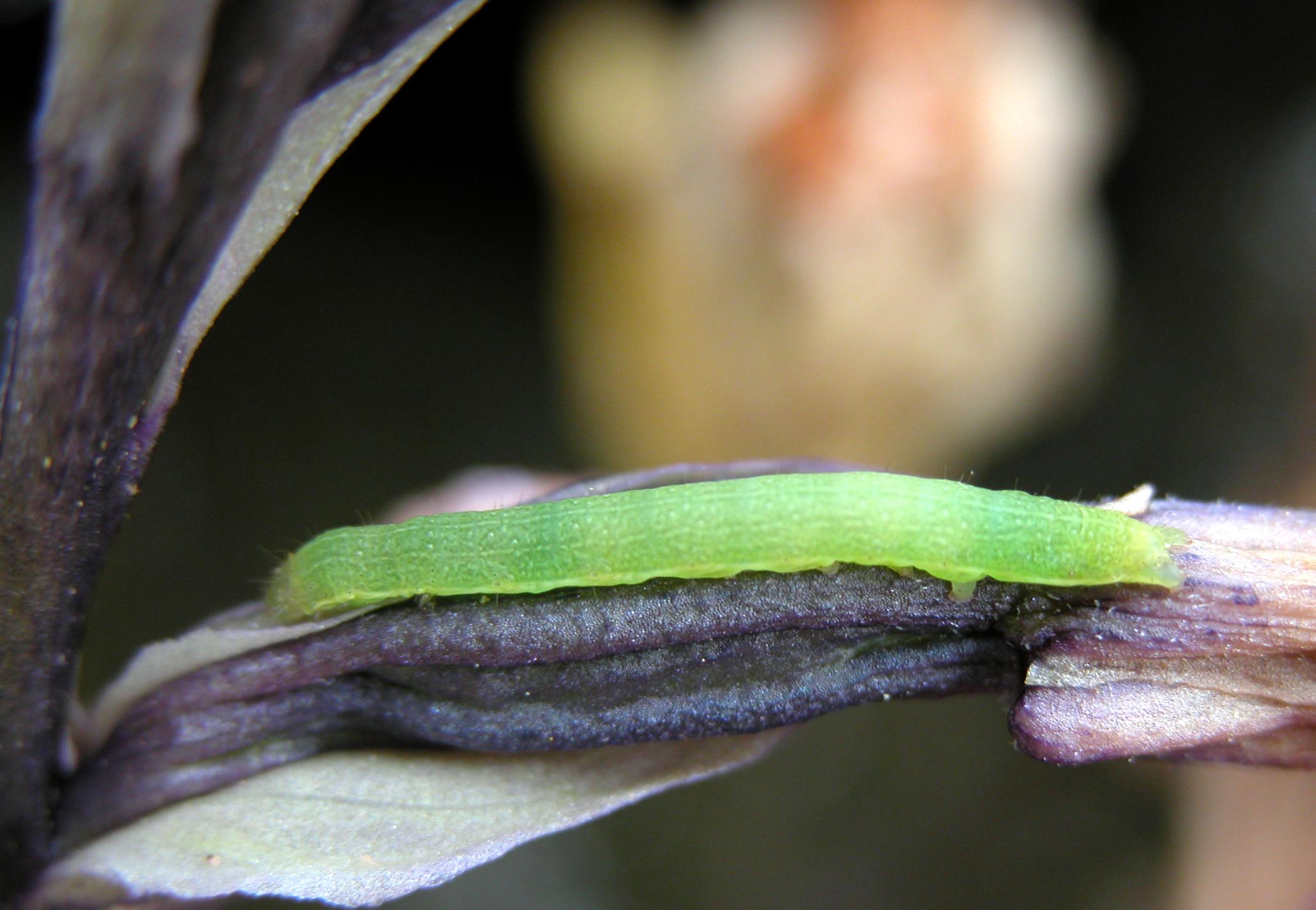 Limodorum trabutianum - Pantelleria