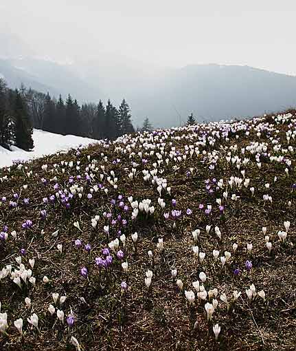 Crocus vernus