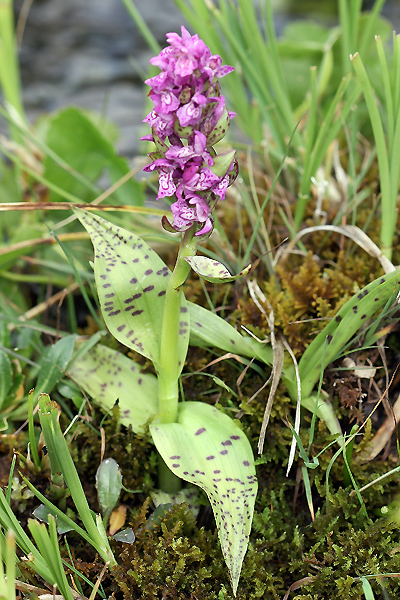 Dactylorhiza majalis / Orchide a foglie larghe