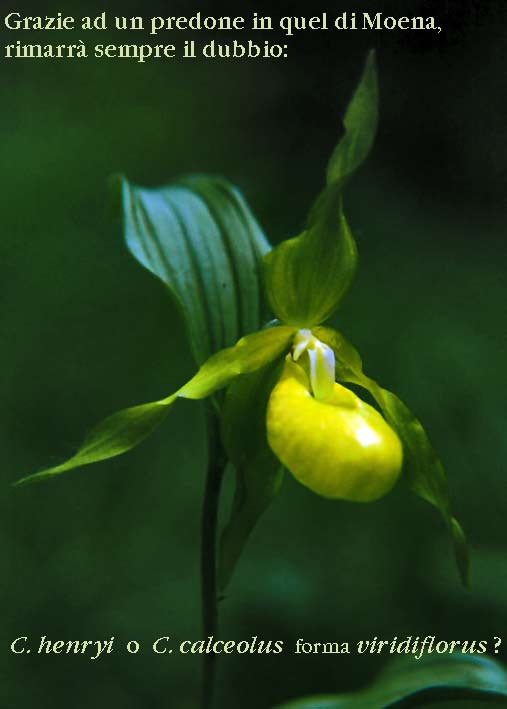 Cypripedium calceolus....  la pi bella del reame