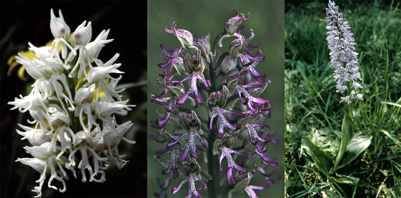 Orchis simia